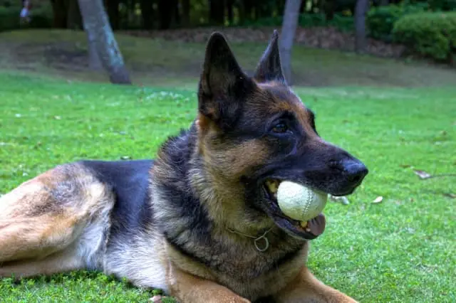 有限会社ジョン/アンソニー動物病院の動物看護師 正社員求人(東京都府中市若松町の動物病院)