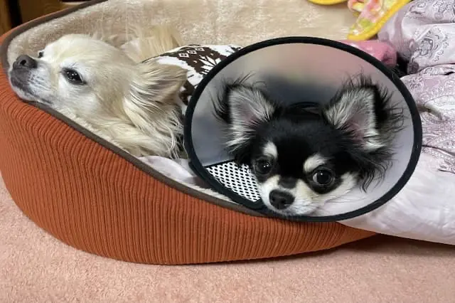 株式会社おざわ動物病院の動物看護師 正社員求人(東京都府中市天神町の動物病院)