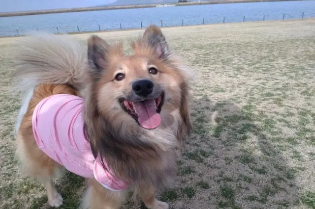 株式会社Osanpo/かわち動物病院の動物看護師 正社員求人(岡山県岡山市北区下伊福の動物病院)