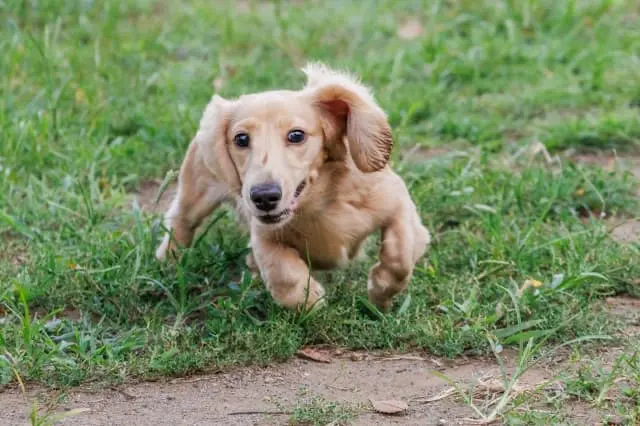 株式会社TYvet／イース動物病院の動物看護師 正社員求人（東京都大田区大森西の動物病院）