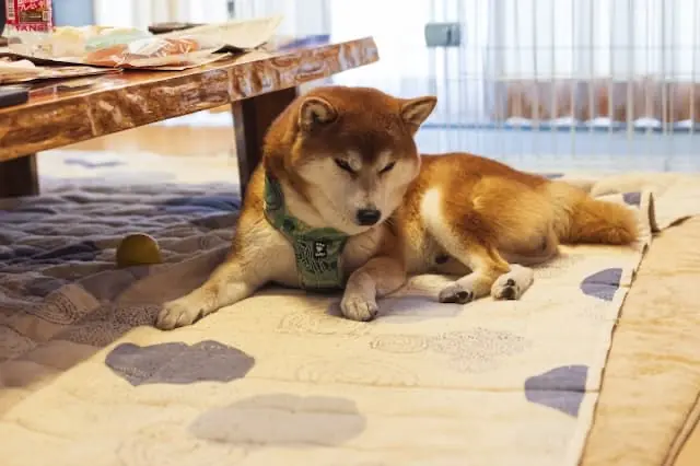 株式会社アルバート/アルバート動物病院の動物看護師 正社員求人(群馬県伊勢崎市下植木町の動物病院)