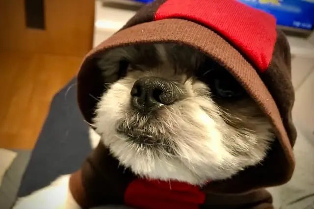 VCA Japan合同会社/杉田動物病院の動物看護師 正社員求人(千葉県印西市木刈の動物病院)