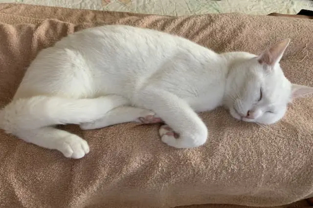 株式会社 Add Pet／コーナン足立扇どうぶつ病院の動物看護師 正社員求人（東京都足立区扇の動物病院）