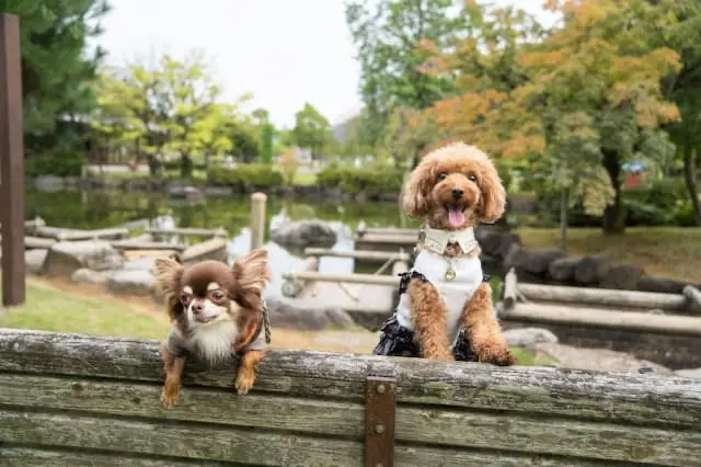 ひなた動物病院の動物看護師 正社員求人(東京都板橋区東新町の動物病院)