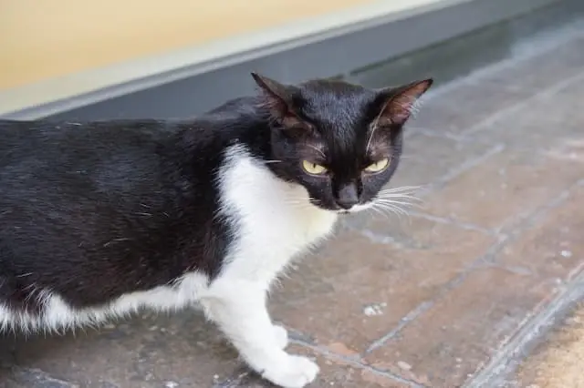 株式会社LVG／ロイヤルペットクリニック西馬込病院の動物看護師 正社員求人（東京都大田区西馬込の動物病院）