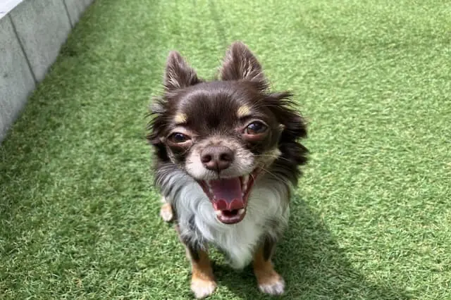 ヒデ動物病院の動物看護師 正社員求人（東京都清瀬市松山の動物病院）