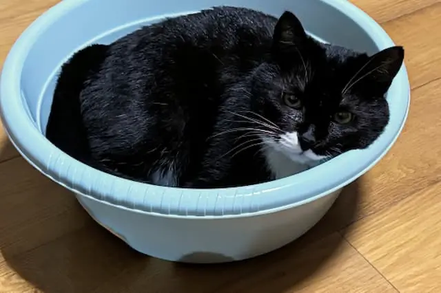 かすみペットクリニックの動物看護師 正社員求人（埼玉県狭山市大字水野の動物病院）