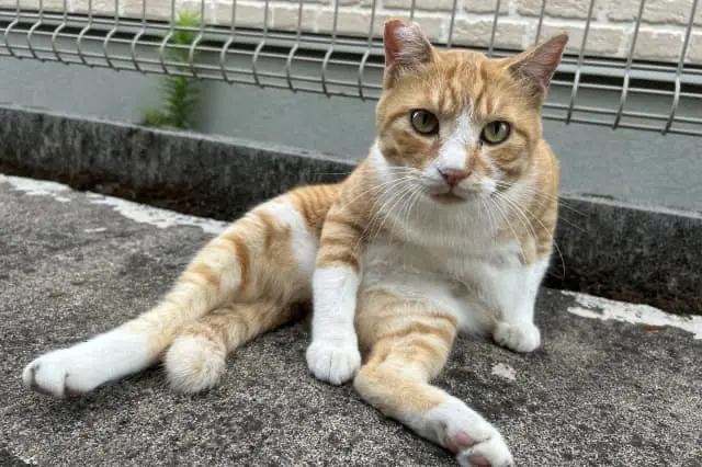 株式会社HAMEC/クラーク動物病院 八王子医院の動物看護師 正社員求人(東京都八王子市下柚木の動物病院)
