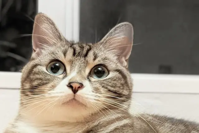 AniCure動物病院 大崎の動物看護師 正社員求人（東京都品川区大崎の動物病院）