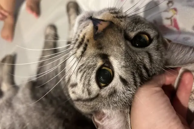 亀山動物病院の動物看護師 正社員求人(神奈川県茅ヶ崎市香川の動物病院)