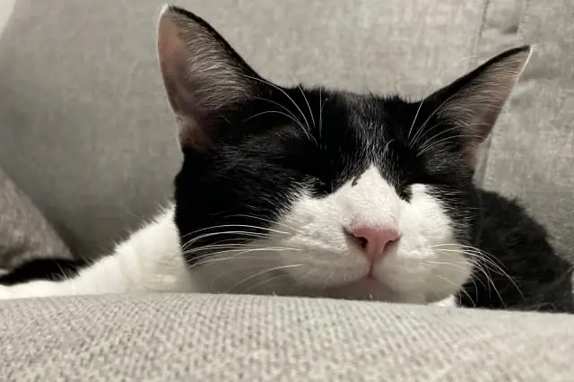 PAWS有限会社/松山 ほうじょう動物クリニックの動物看護師 正社員求人（愛媛県松山市北条辻の動物病院）