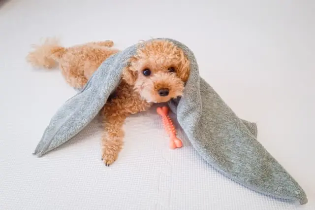 みずの動物クリニックの動物看護師 正社員求人（愛知県あま市小路の動物病院）