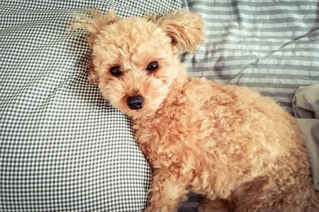 ねもと犬猫病院の動物看護師 正社員求人（東京都日野市三沢の動物病院）