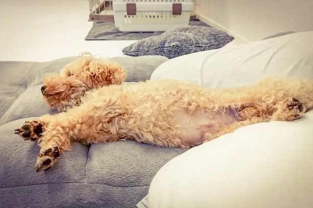 学校法人東京愛犬学園/東京愛犬専門学校の動物看護師 パート求人(東京都中野区上高田の講師)