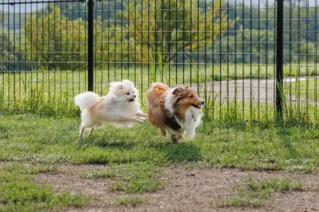 もじゃもじゃ株式会社／もじゃもじゃ動物病院の動物看護師 正社員求人（東京都港区元麻布の動物病院）