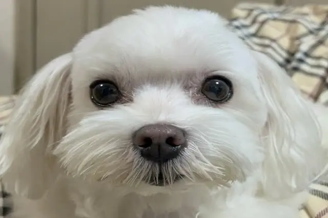 株式会社TYL／高田馬場動物病院の動物看護師 正社員求人（東京都新宿区高田馬場の動物病院）