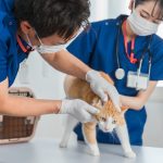 動物看護師の待遇と職務範囲