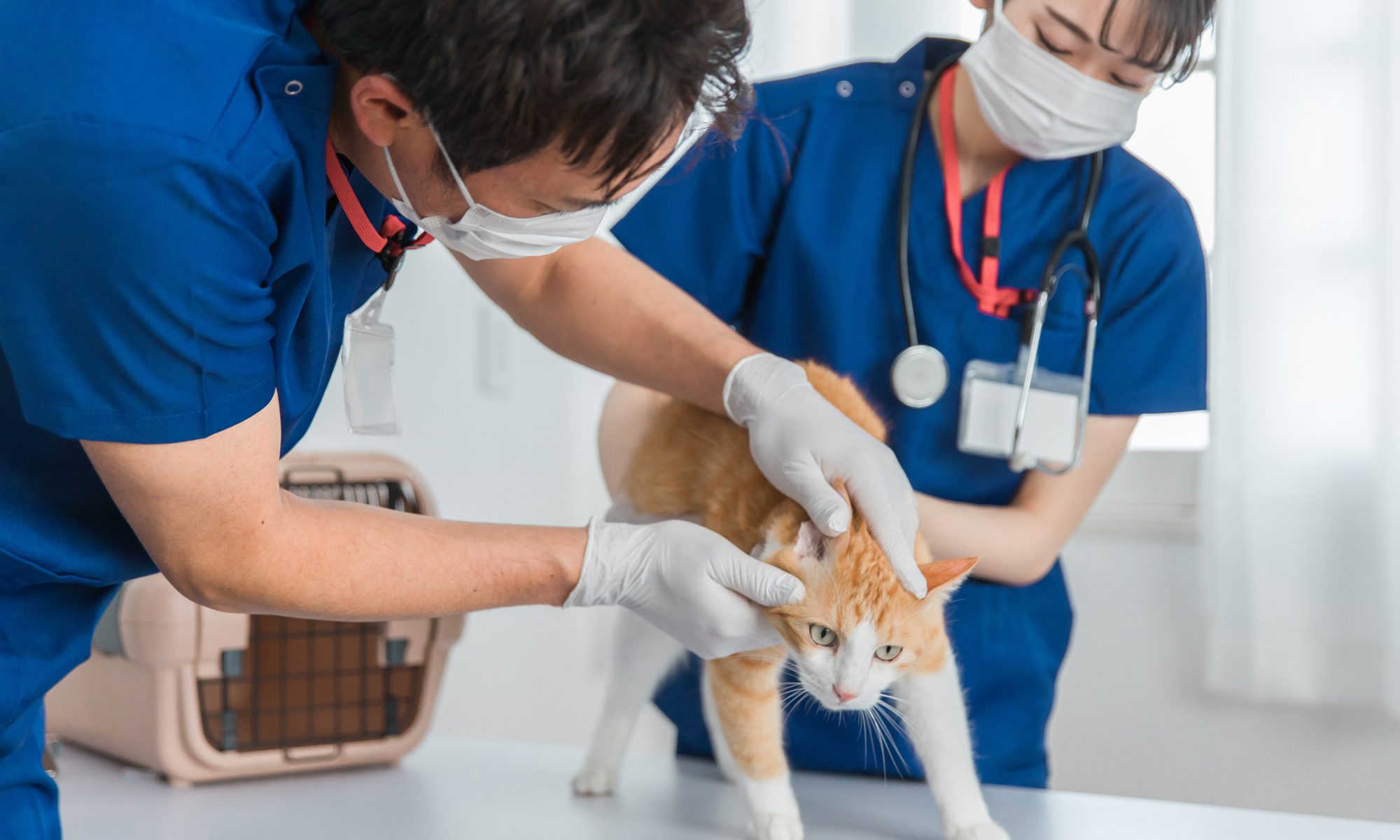 動物看護師の待遇と職務範囲