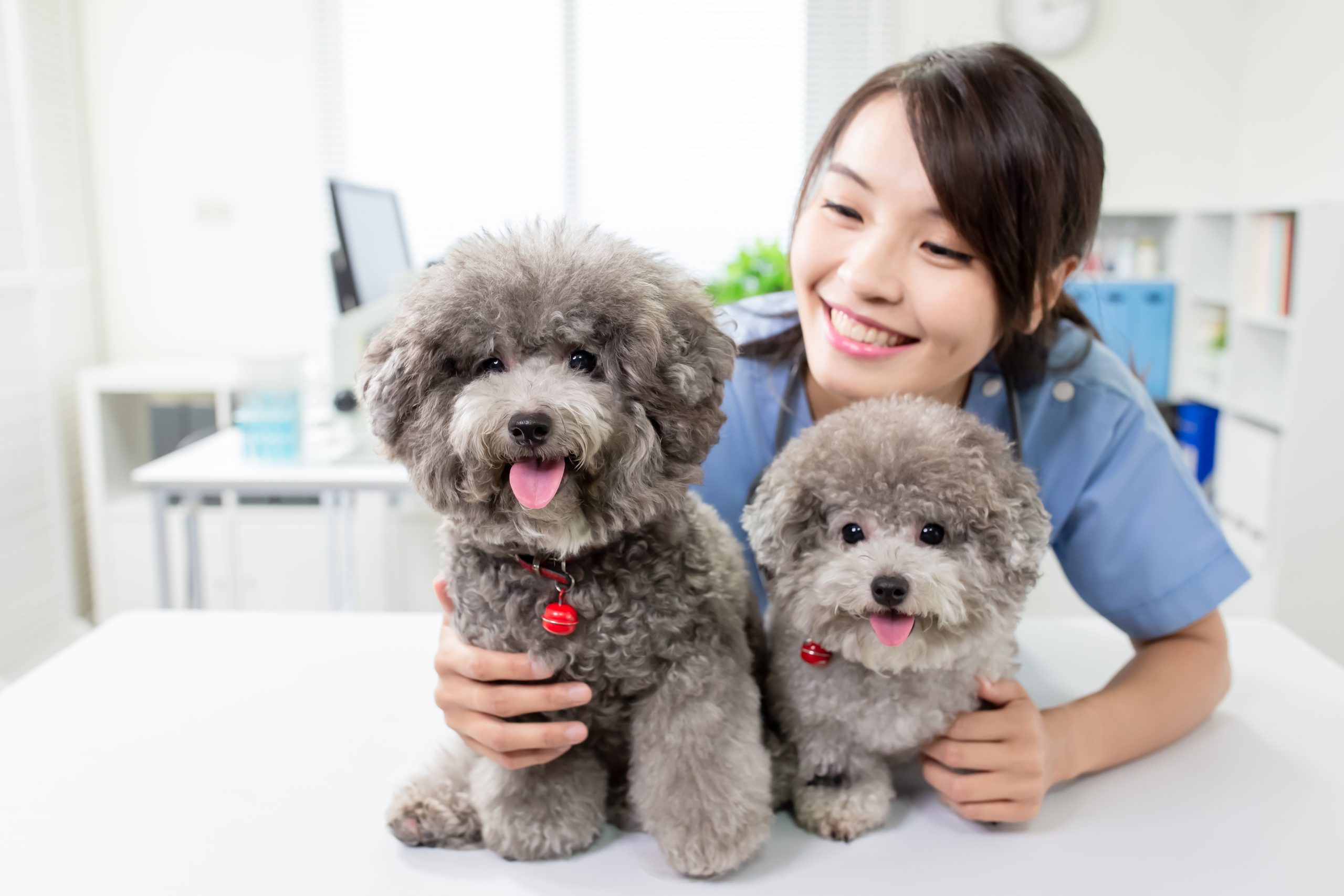 動物看護の助手とは