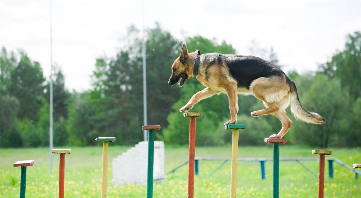 警察犬訓練士になるには