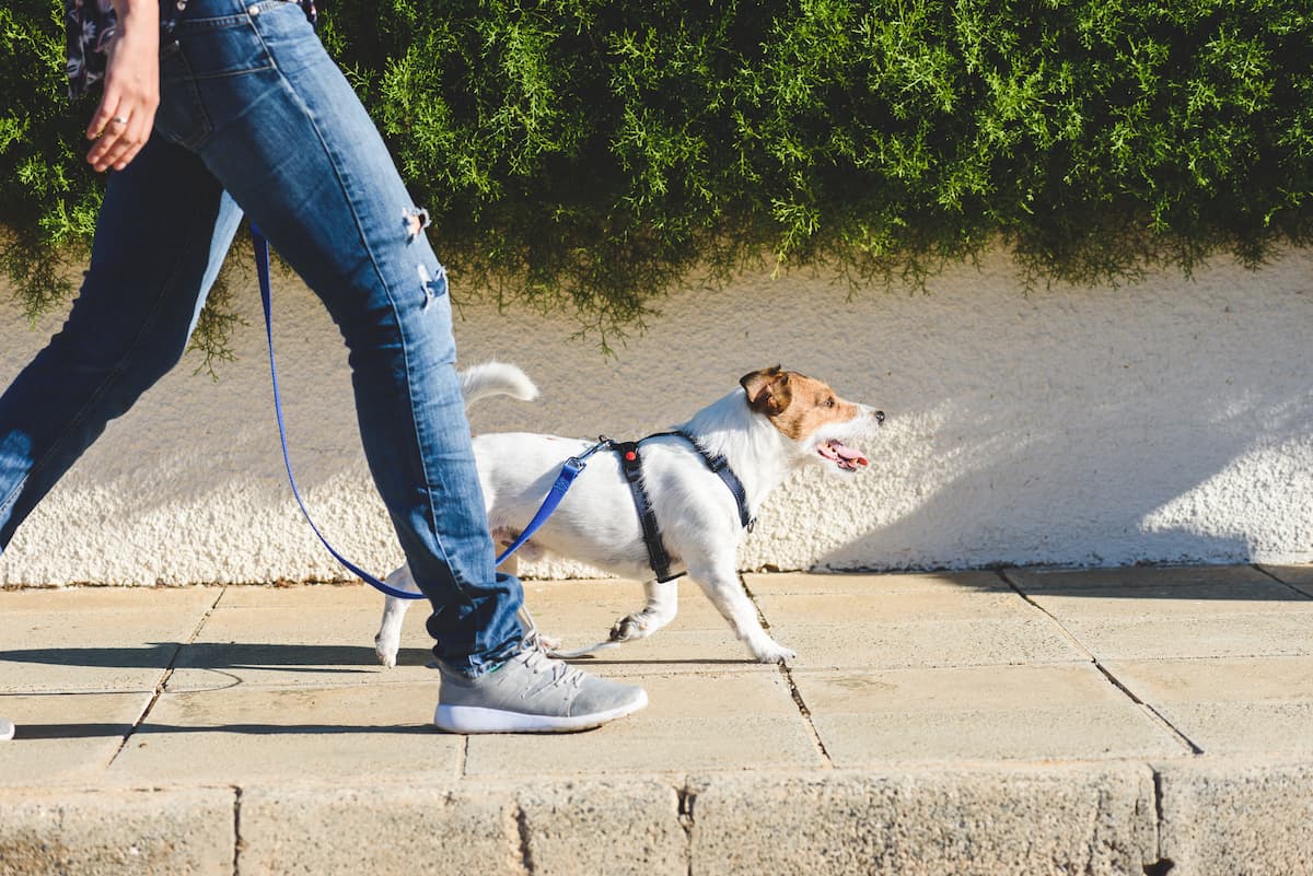 犬に関わる仕事で高収入な職種8選！必要な資格や求人の見つけ方も解説