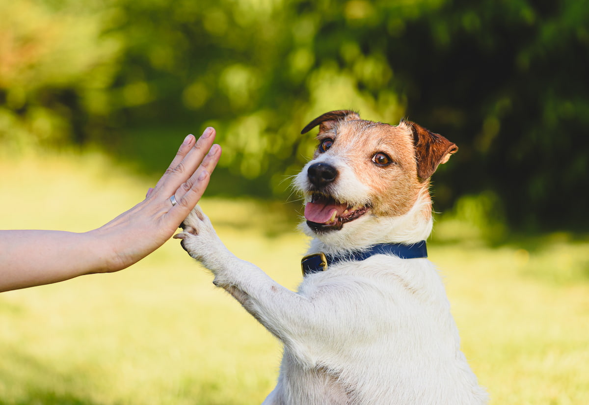 犬の介護にかかわる仕事の給料