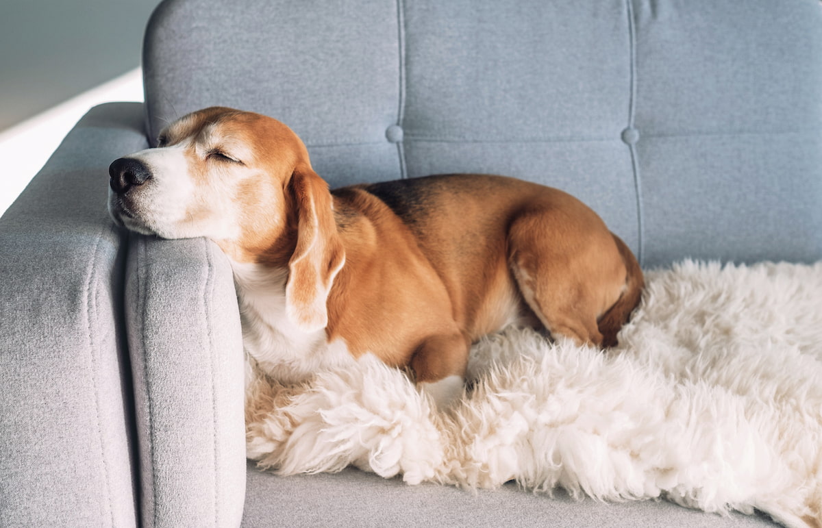 犬の介護の仕事5選！犬の介護に必要な資格や給料も解説します