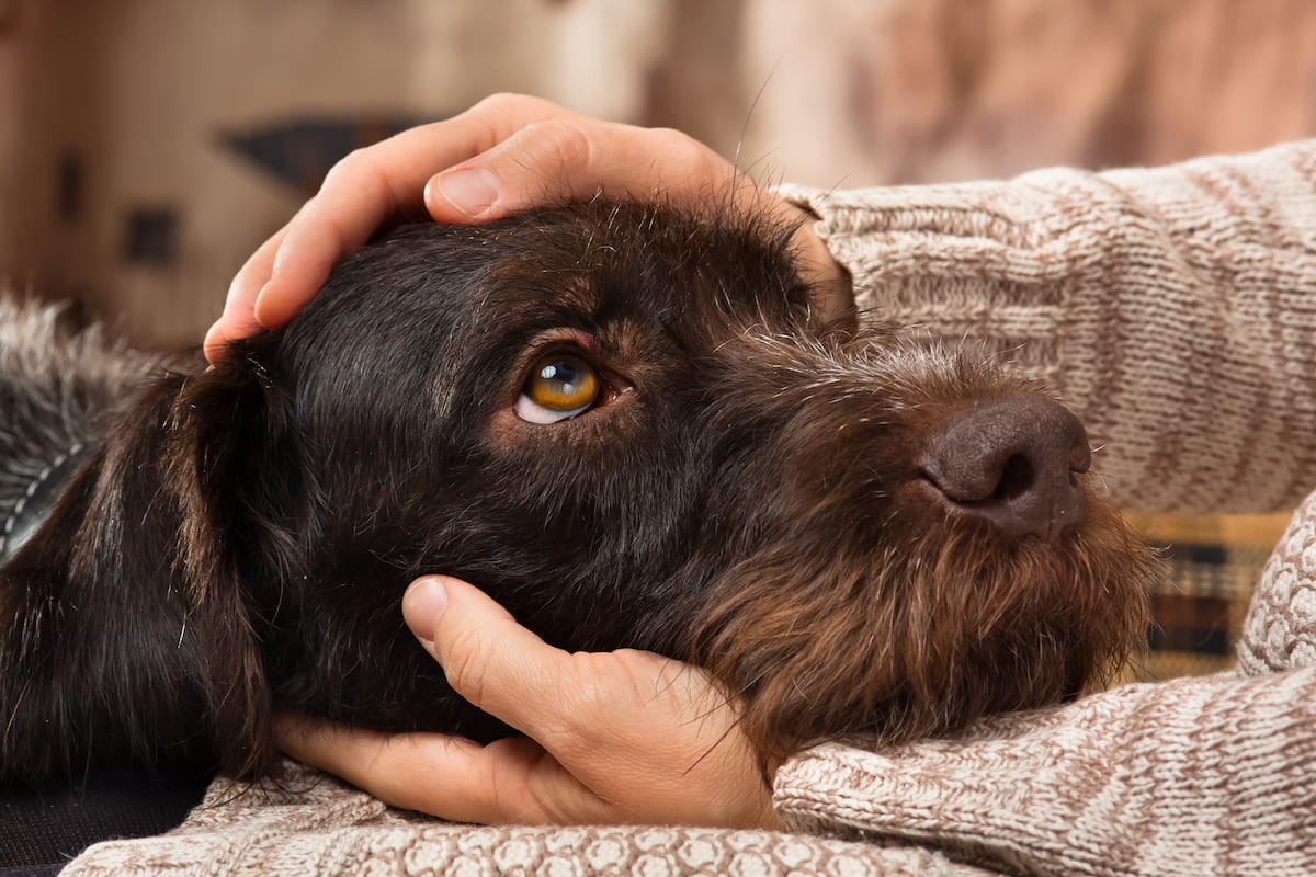 犬に関わる仕事で動物看護がおすすめな理由