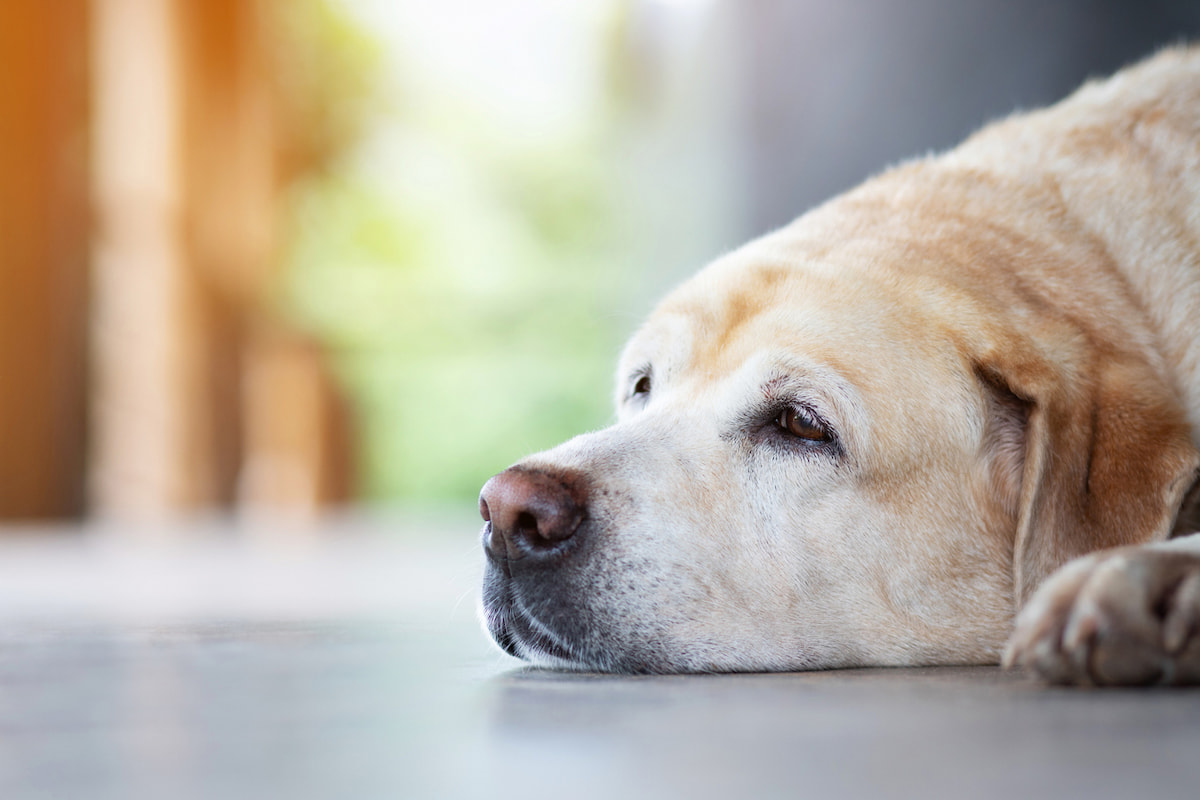 老犬介護士の仕事内容