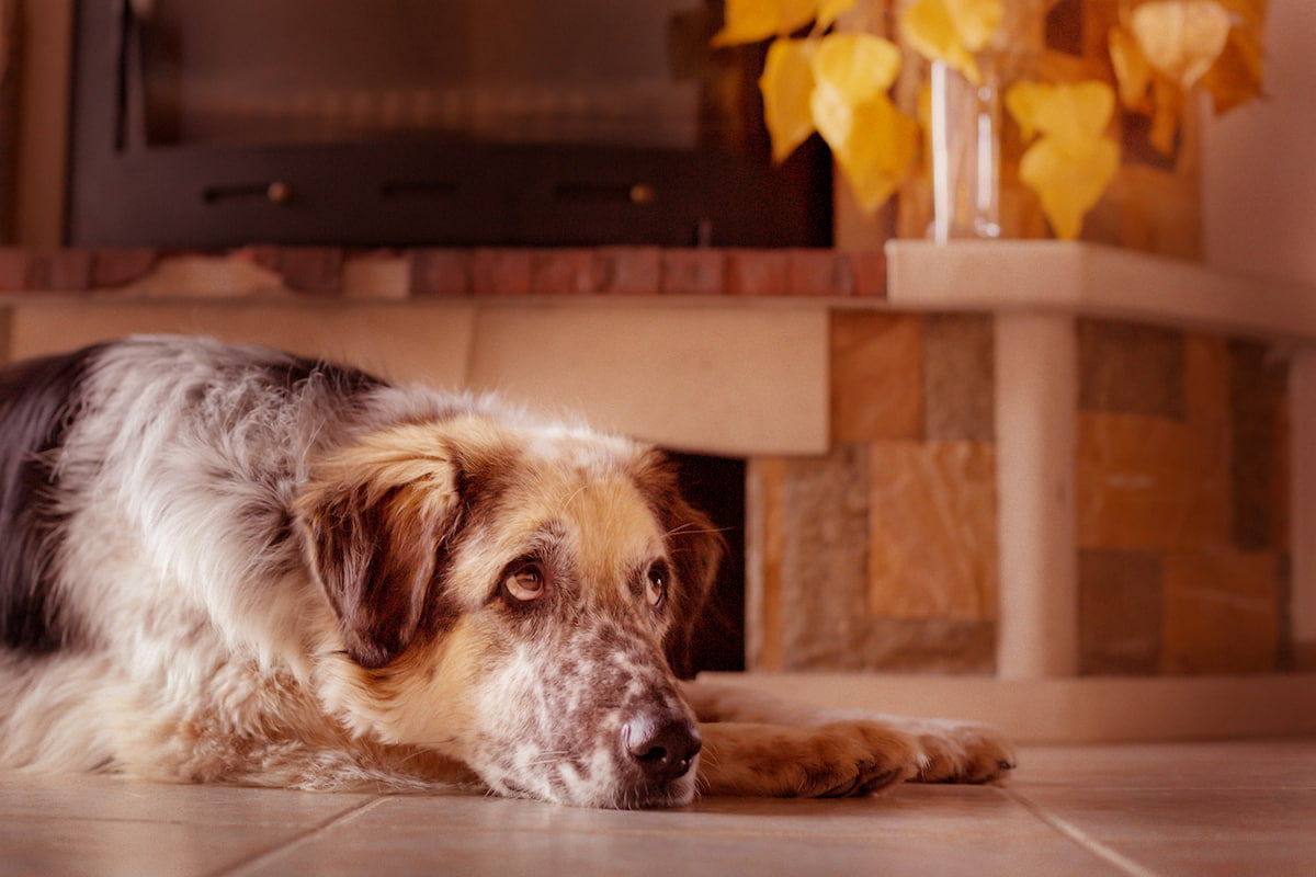 老犬介護士のおもな9つの仕事内容！老犬の介護の資格や求人の探し方