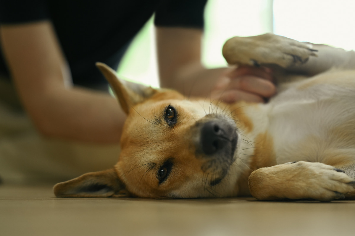 老犬介護士とは