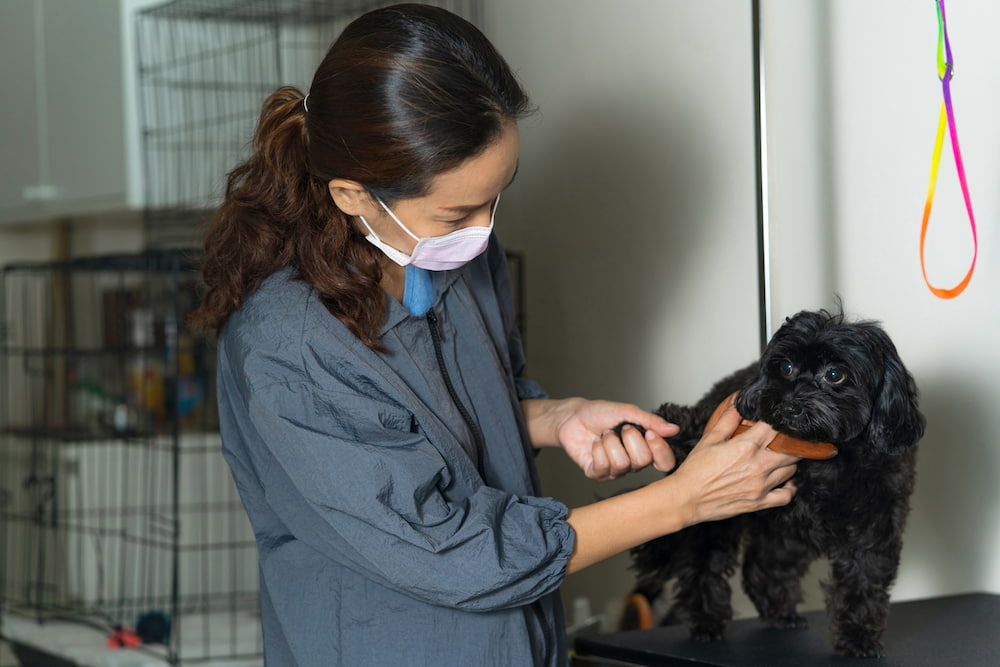 動物保護団体の主な仕事内容5つ