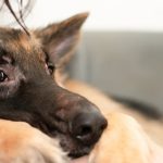 動物保護団体の仕事がしたい！主な仕事内容5つや働く方法・役立つ資格