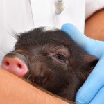 動物園の動物看護師の仕事内容5つ！動物病院との違いや求人の探し方