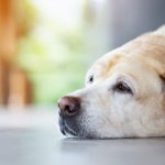 老犬ホームの仕事内容6つ！老犬ホームの求人の探し方や役立つスキル
