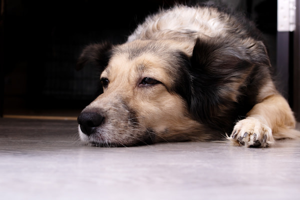 老犬ホームの仕事内容6つ