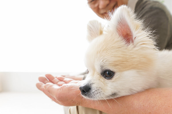 老犬ホームの仕事に役立つ資格