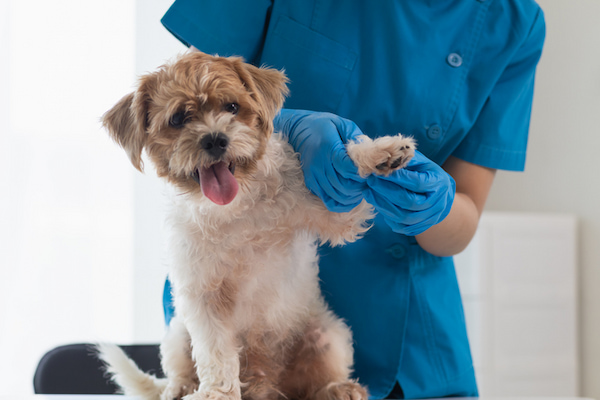 動物看護師の共感できる悩みと対処法