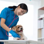 動物看護師あるある11選！よくある共感できる悩みと解決法を解説