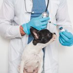 動物看護師の資格手当はいくら？国家資格で給料を上げる秘訣とキャリア活用術