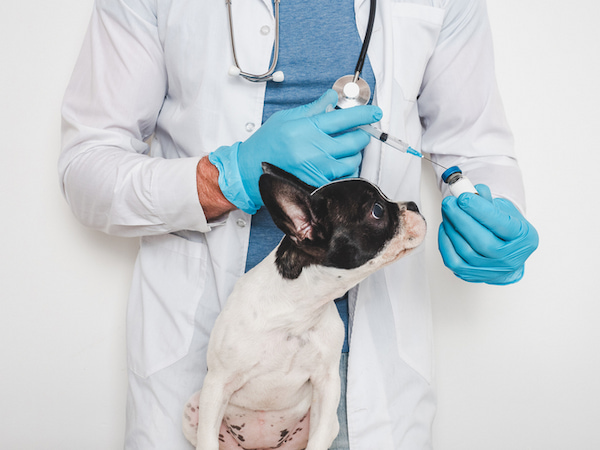 動物看護師の資格手当はいくら?国家資格で給料を上げる秘訣とキャリア活用術